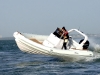 Stingher 800 gt